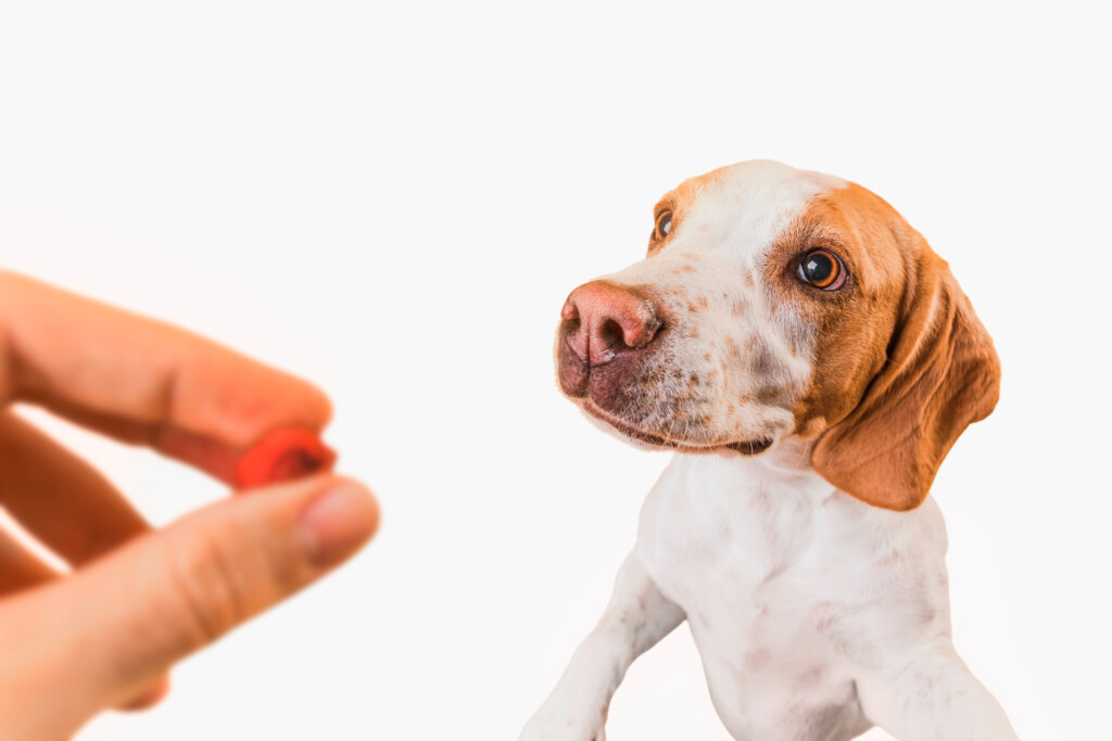 Jakie witaminy i suplementy potrzebują psy?